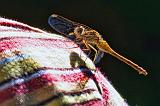 Dragonfly On A Shoulder_54286